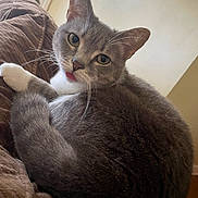 Princess joined the competition — help win amazing prizes! cat, gray_cat, white_paw, curled_up, tongue_out, indoor, blanket, brown_blanket, feline, pet, cute, fur, whiskers, relaxed, cozy, close_up, looking_back, animal, soft_texture, resting