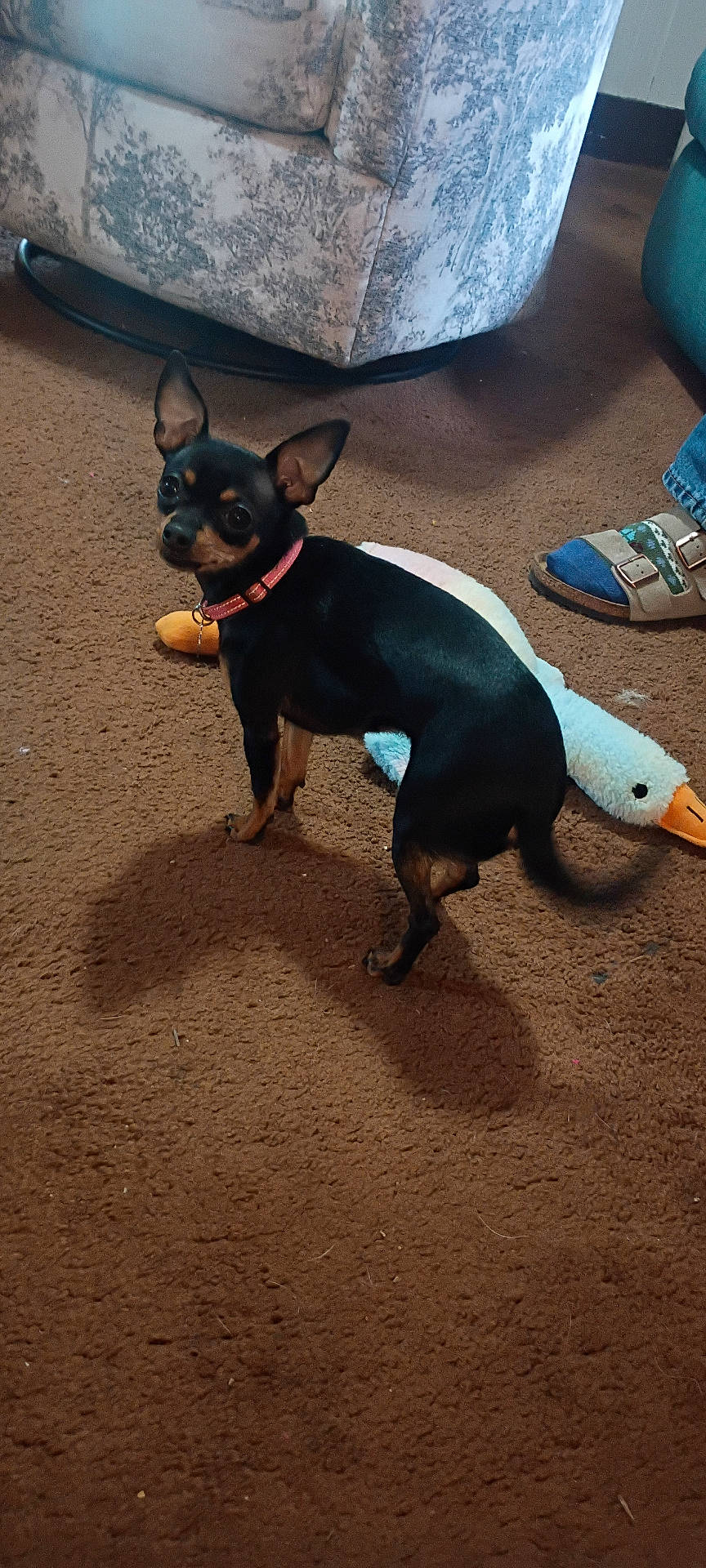animal, black_dog, brown_carpet, canine, carpet_texture, couch, dog, duck_toy, footwear, indoor, living_room, looking_back, patterned_couch, pet, pet_toy, pink_collar, plush_toy, sandal, small_dog, socks