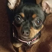 Little Miss joined the competition — help win amazing prizes! dog, pet, small_dog, chihuahua, black_dog, tan_markings, carpet, indoor, close_up, looking_up, ears_up, collar, animal, cute, fur, eyes, face, standing, companion, domestic