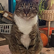 Spot joined the competition — help win amazing prizes! cat, tabby_cat, white_paws, sitting, wooden_table, indoor, plant, wicker_stand, pumpkin, household_items, curious, calm, feline, pet, fur, tail, eyes, ears, cozy, room