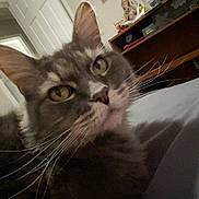 Hope Thompson-Jones is registered to the contest to win money with this photo: animal, bed, cat, close_up, curious, domestic_cat, door, furniture, gray_fur, green_eyes, household, indoor, mammal, pet, portrait, resting, room, shelf, television, whiskers