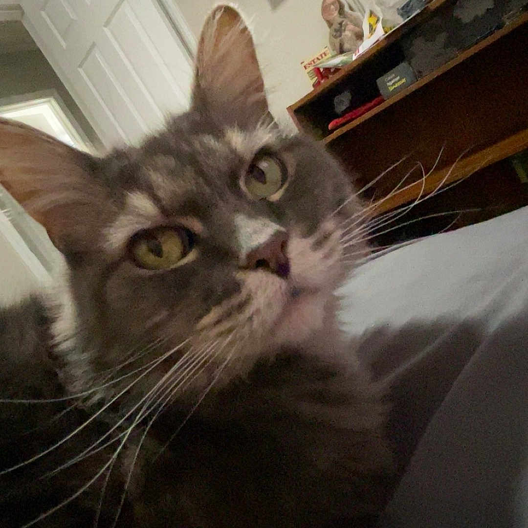 Hope Thompson-Jones is registered to the contest to win money with this photo: animal, bed, cat, close_up, curious, domestic_cat, door, furniture, gray_fur, green_eyes, household, indoor, mammal, pet, portrait, resting, room, shelf, television, whiskers