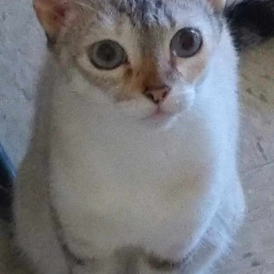 Kea joined the competition — help win amazing prizes! abyssinian, angora, animal, canine, cat, dog, egyptiancat, kitten, manx, pet, siamese