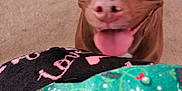 Cinnamon is registered to the contest to win money with this photo: dog, brown, tongue_out, indoor, carpet, toy, plush, christmas, holiday, pet, animal, cute, happy, ears, face, looking, closeup, background, floor, home
