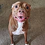dog, brown_dog, white_paws, carpet, indoor, pet, animal, tongue_out, smiling_dog, wide_eyes, cute, friendly, canine, standing, looking_up, floor, domestic, playful, happy, mischievous
