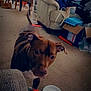 dog, brown_dog, indoor, living_room, carpet, furniture, couch, table, chair, household_items, curious, pet, ears, looking, white_chest, clutter, messy, background, floor, canine