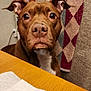 dog, brown_dog, pet, indoor, table, paper_towel, blanket, chair, ears, eyes, face, curious, waiting, closeup, animal, domestic, furniture, wooden_table, household, portrait