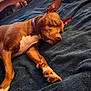 dog, sleeping, brown_dog, collar, bed, blanket, indoor, fan, furniture, rest, pet, canine, cozy, relaxation, animal, paw, snout, ears, peaceful, home