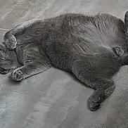 Hero participe au concours pour gagner de l'argent avec cette photo : cat, gray_cat, pet, feline, lying_down, floor, tile_floor, relaxed, playful, indoor, animal, cute, whiskers, paws, fur, looking_up, fangs, resting, domestic_cat, sleepy