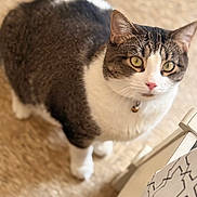 Astro joined the competition — help win amazing prizes! cat, tabby_cat, pet, indoor, curious, green_eyes, pink_nose, fur, whiskers, collar, bell, carpet, patterned_furniture, closeup, animal, mammal, domestic_animal, looking_up, cute, feline