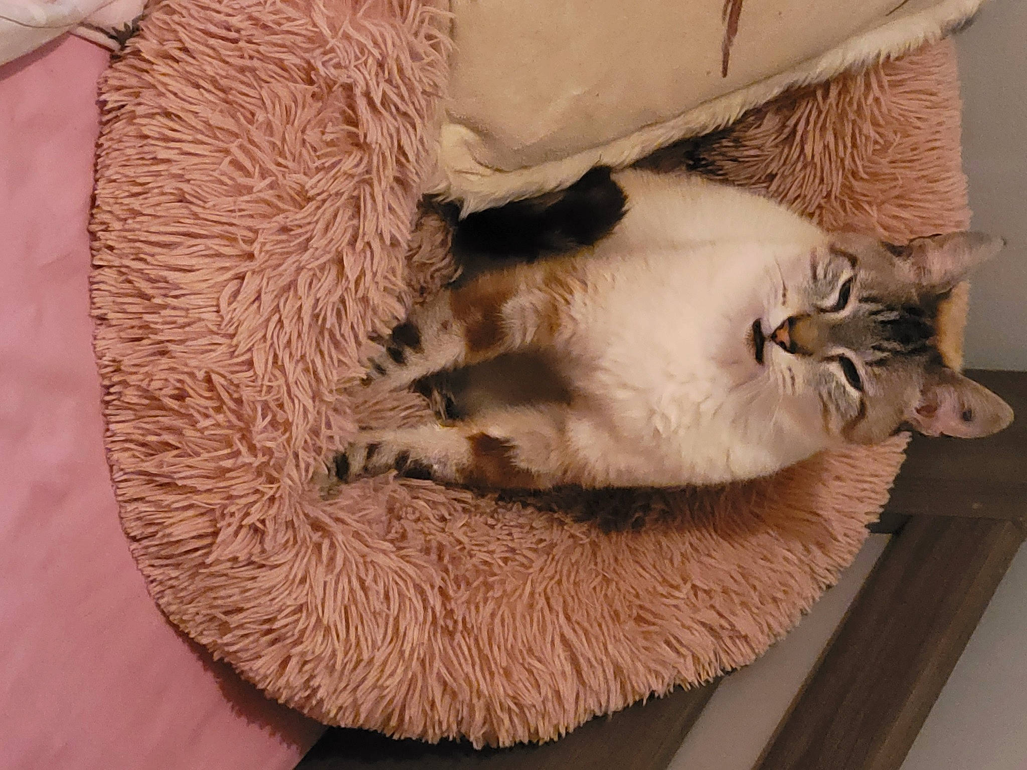 Dymbo a rejoint le concours — aidez-le/la à gagner de superbes lots ! balinese, birman, carnivore, cat, cat_bed, cat_supply, claw, comfort, companion_dog, dog_breed, domestic_short_haired_cat, fawn, felidae, fur, nap, paw, small_to_medium_sized_cats, snout, tail, whiskers