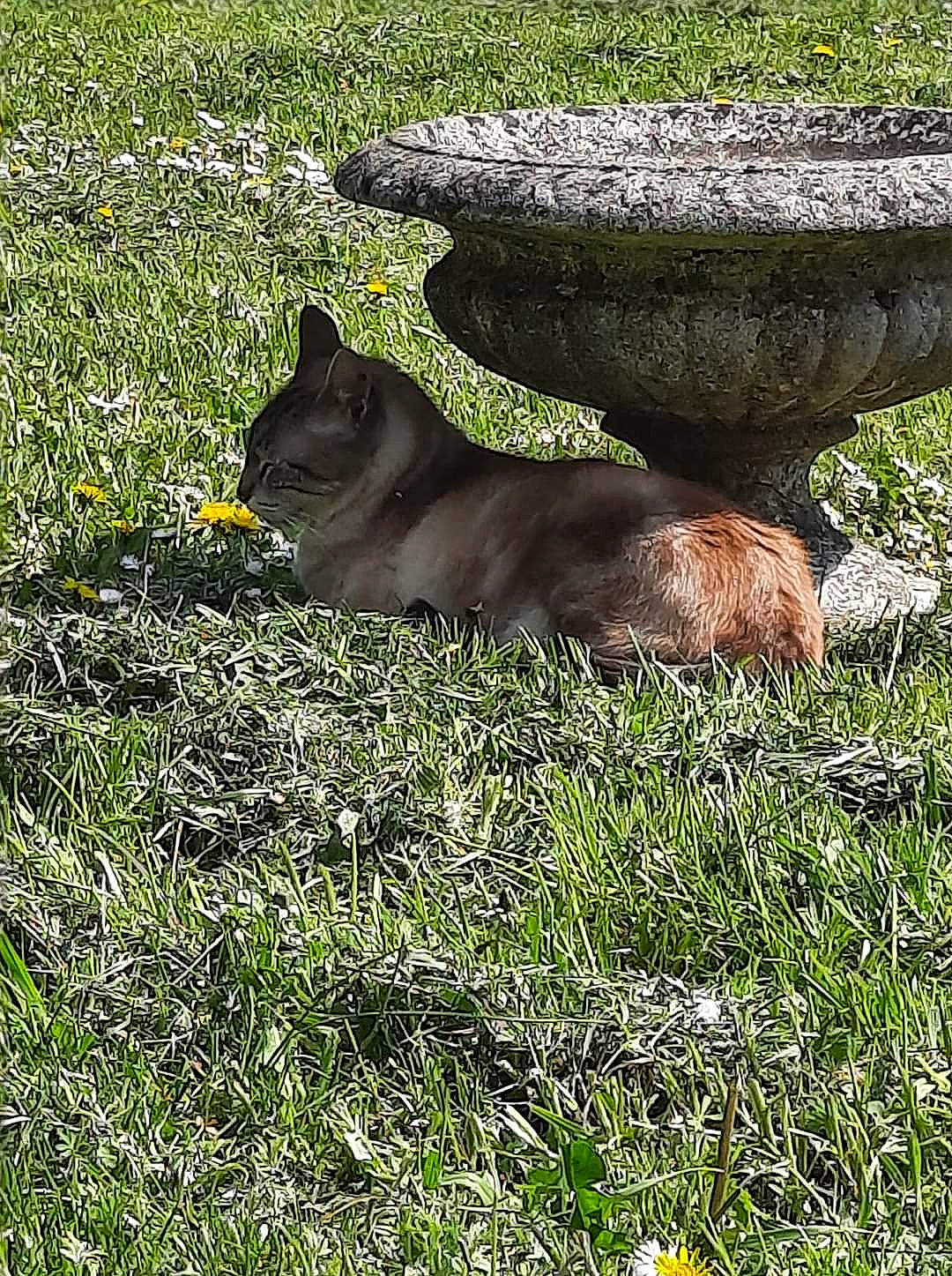 Dymbo a rejoint le concours — aidez-le/la à gagner de superbes lots ! carnivore, cat, dog_breed, domestic_short_haired_cat, fawn, felidae, grass, grass_family, grassland, groundcover, herbaceous_plant, lawn, meadow, plant, small_to_medium_sized_cats, snout, tail, terrestrial_animal, tints_and_shades, whiskers