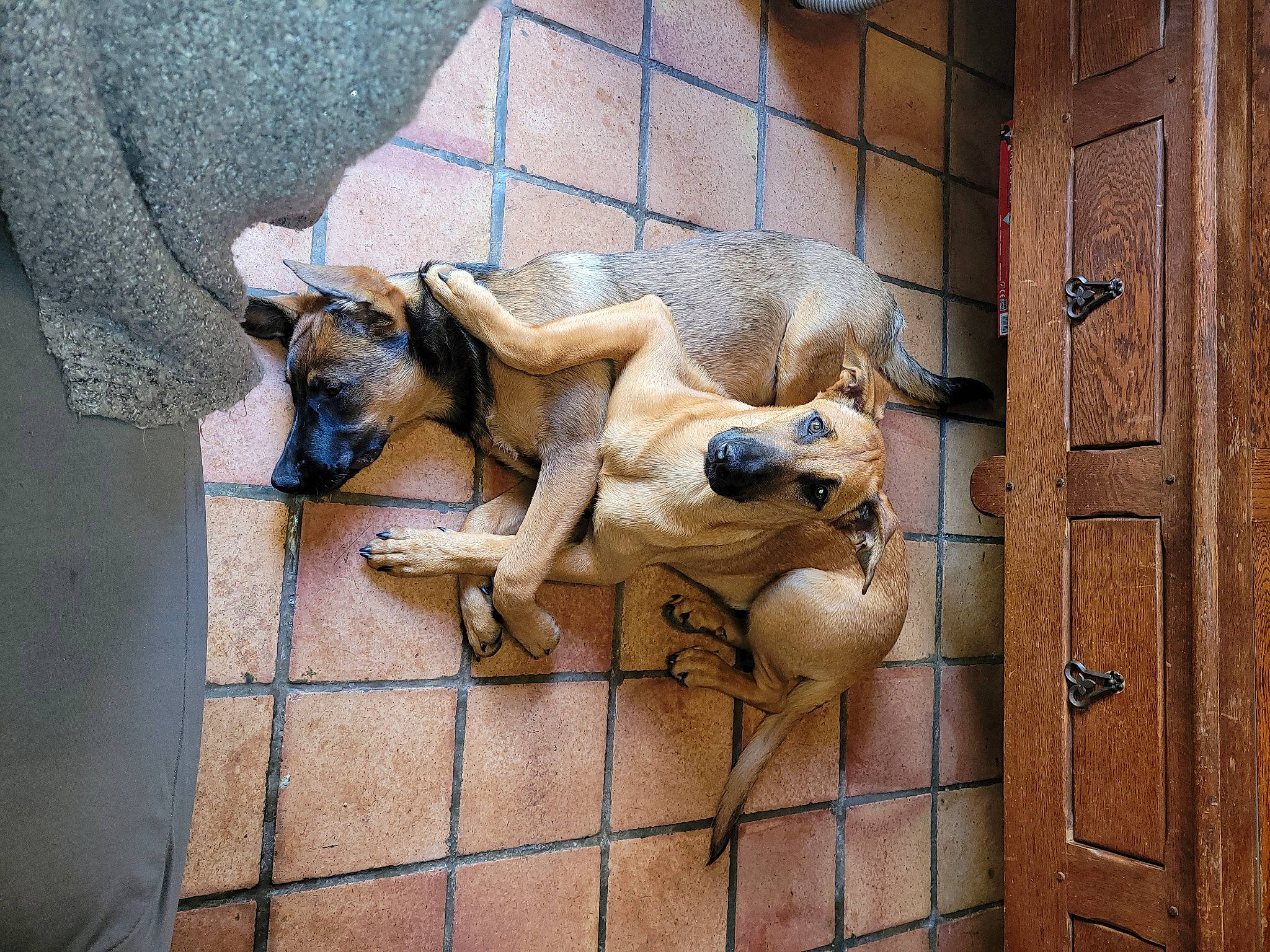 Athena a rejoint le concours — aidez-le/la à gagner de superbes lots ! animal_shelter, art, cage, canidae, carnivore, companion_dog, dog, dog_breed, facade, fawn, flooring, pet_supply, sculpture, snout, sporting_group, street_dog, terrestrial_animal, window, wood, working_animal