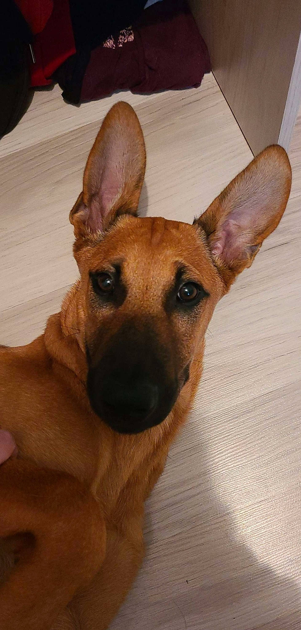 Athena participe au concours pour gagner de l'argent avec cette photo : ancient_dog_breeds, canidae, carnivore, comfort, companion_dog, dog, dog_breed, ear, fawn, fur, hardwood, non_sporting_group, paw, snout, sporting_group, terrestrial_animal, whiskers, wood, working_animal, working_dog