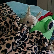 Buddy joined the competition — help win amazing prizes! animal, bed, bird, blanket, canine, couch, cushion, dog, furniture, homedecor, parrot, person, pet, pillow, plush, quilt, rabbit, sleeping, toy, velvet