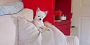 Buddy is registered to the contest to win money with this photo: animal, architecture, bed, building, canine, cat, couch, cushion, dog, eskimodog, furniture, homedecor, indoors, interiordesign, kitten, linen, livingroom, pet, pillow, room
