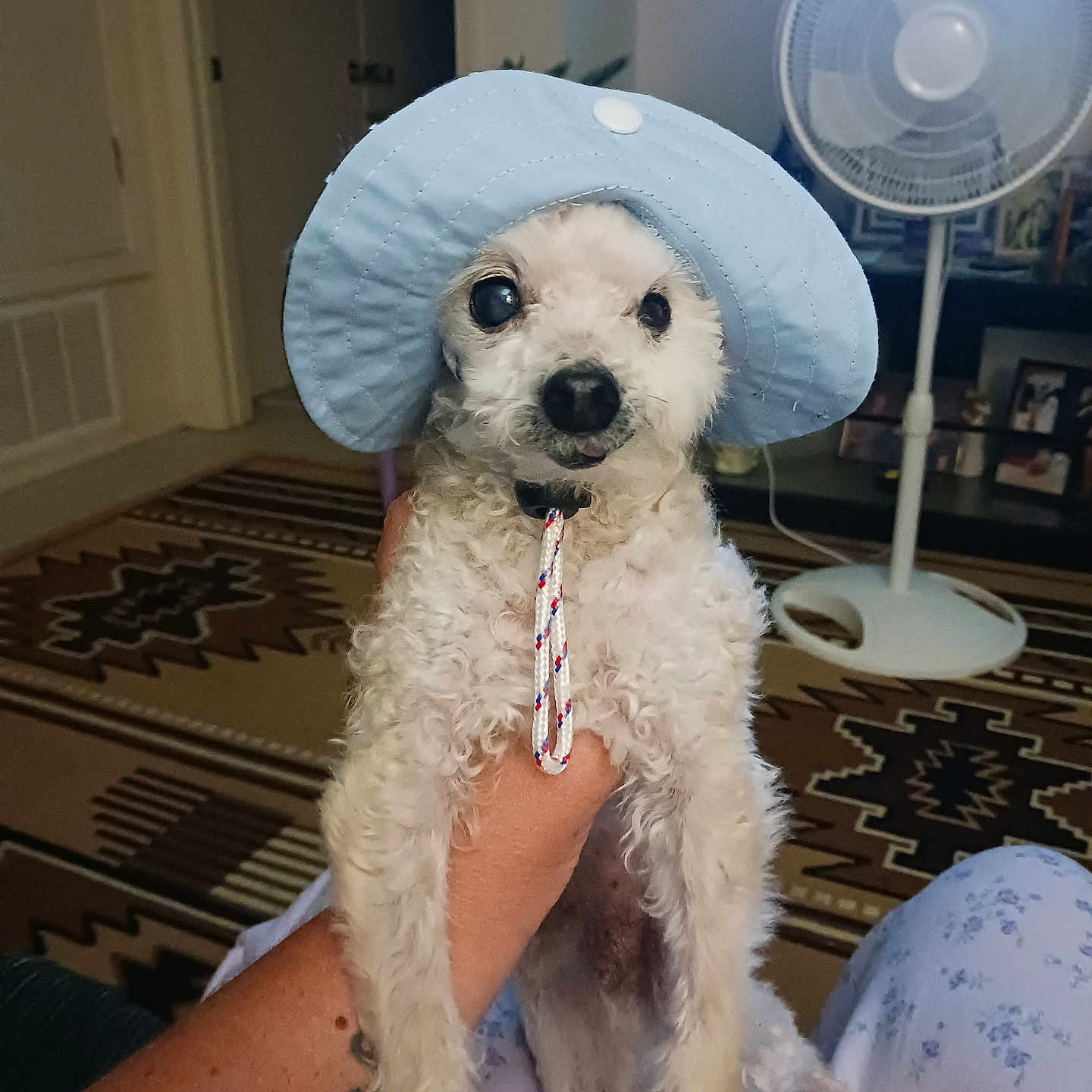 Buddy
