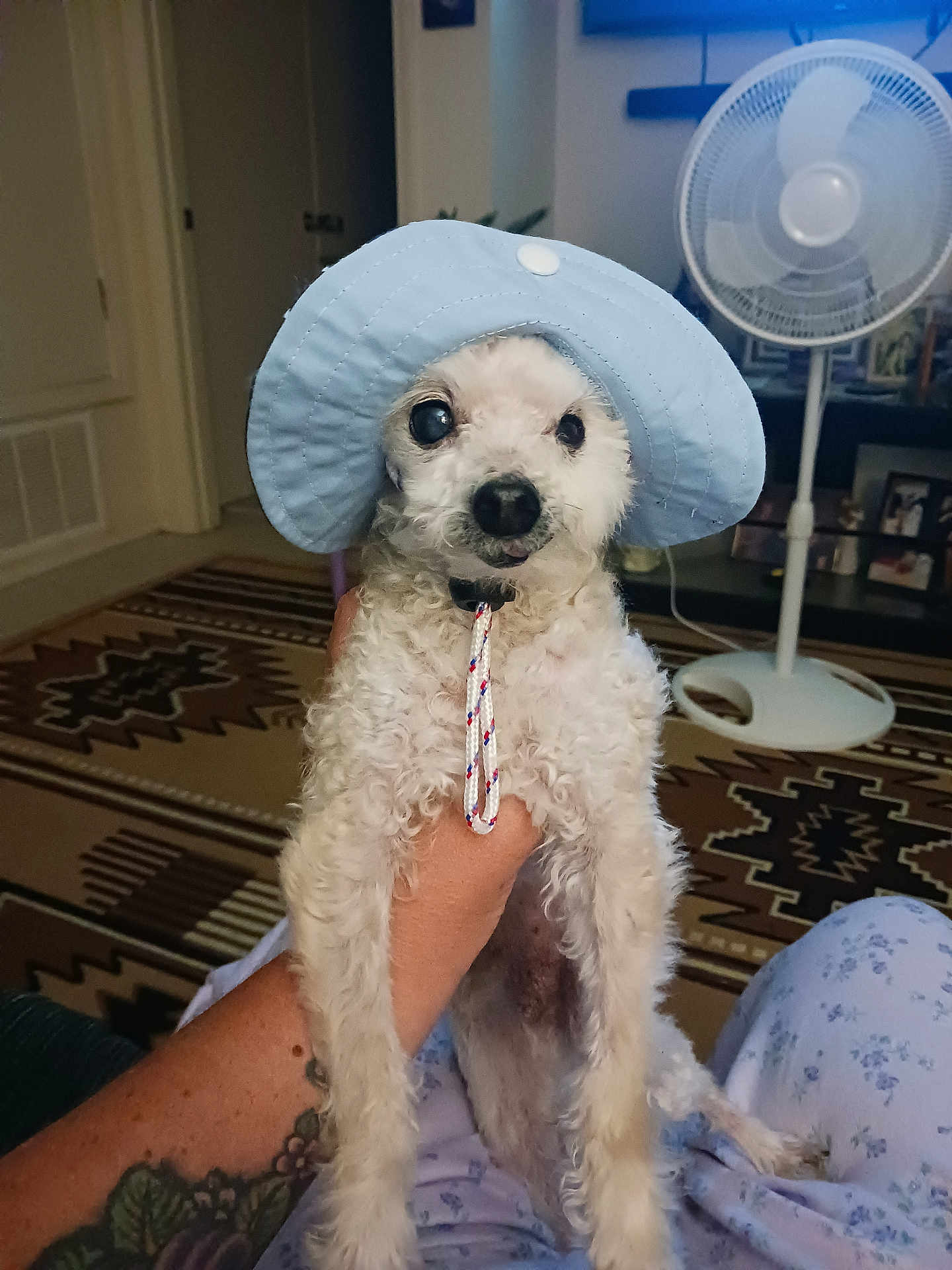 Buddy