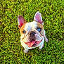 Rolly is registered to the contest to win money with this photo: adorable, animal, blue_eye, brown_and_white, canine, close_up, cute, dog, ears_up, french_bulldog, grass, happy, heterochromia, looking_up, outdoor, pet, playful, summer, sunlight, tongue_out