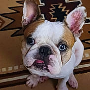 Rolly joined the competition — help win amazing prizes! bulldog, puppy, dog, blue_eyes, pet, animal, cute, looking_up, sitting, floor, indoor, ears, tongue, face, fur, nose, whiskers, patterned_rug, close_up, adorable