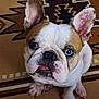 bulldog, puppy, dog, blue_eyes, pet, animal, cute, looking_up, sitting, floor, indoor, ears, tongue, face, fur, nose, whiskers, patterned_rug, close_up, adorable