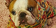 Rolly joined the competition — help win amazing prizes! animal, blue_eyes, canine, colorful, cute, dog, ears, face, french_bulldog, fur, indoor, patterned_clothing, pet, pink_blanket, portrait, shirt, sitting, small_dog, texture, tongue