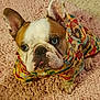 Rolly joined the competition — help win amazing prizes! dog, french_bulldog, blue_eyes, shirt, patterned_clothing, pink_blanket, indoor, pet, cute, portrait, small_dog, sitting, animal, canine, fur, ears, face, tongue, texture, colorful