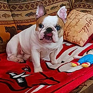 Rolly joined the competition — help win amazing prizes! animal, blanket, blue_eyes, brown_and_white, bulldog, couch, cushion, cute, decor, dog, furniture, home, indoor, living_room, pet, plush_toy, portrait, relaxing, seated, stuffed_toy