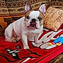 animal, blanket, blue_eyes, brown_and_white, bulldog, couch, cushion, cute, decor, dog, furniture, home, indoor, living_room, pet, plush_toy, portrait, relaxing, seated, stuffed_toy