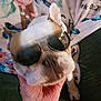Rolly joined the competition — help win amazing prizes! dog, french_bulldog, sunglasses, hand, tattoo, pet, indoor, couch, blanket, floral_pattern, close_up, cute, playful, animal, domestic, face, canine, accessory, resting, comfort
