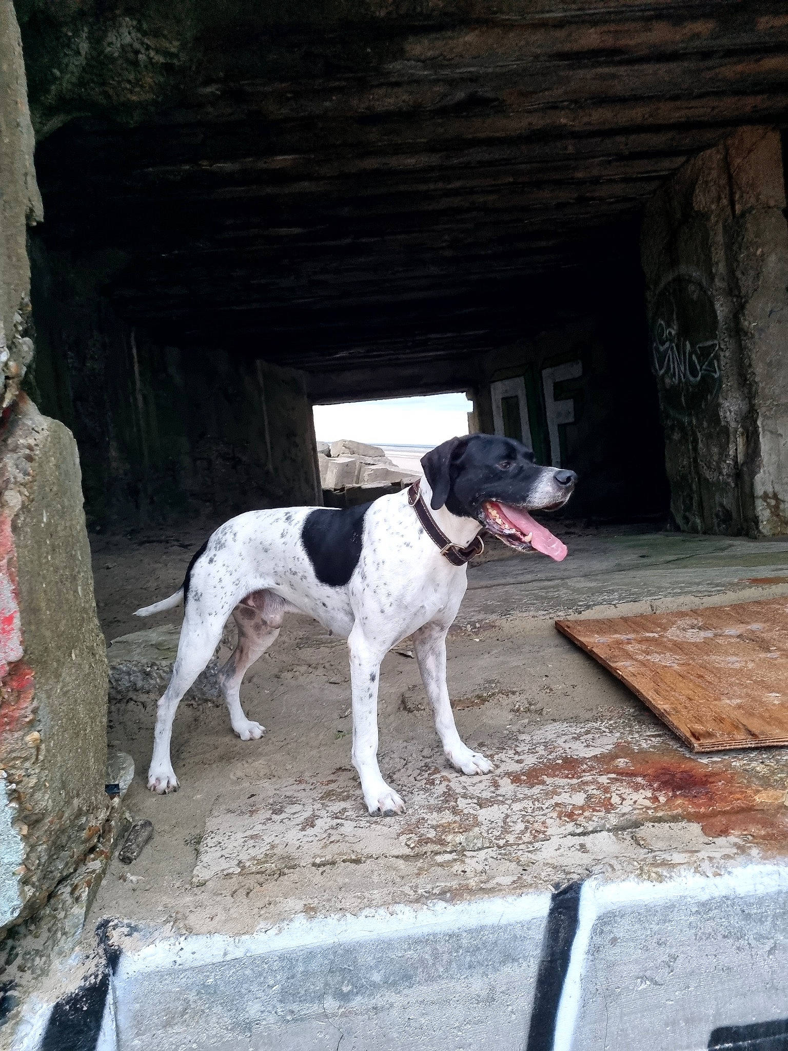 I'Xo a rejoint le concours — aidez-le/la à gagner de superbes lots ! adventure, canidae, carmine, carnivore, collar, companion_dog, composite_material, concrete, dog, dog_breed, dog_collar, fawn, fixture, non_sporting_group, pet_supply, snout, sporting_group, vehicle_door, wood, working_animal