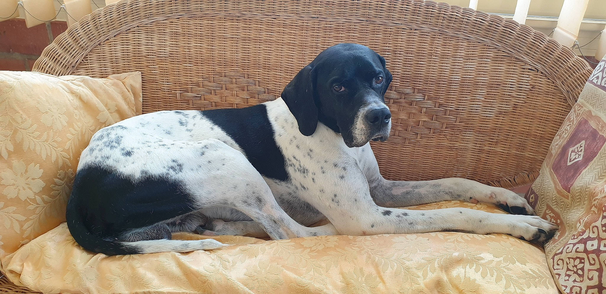 I'Xo a rejoint le concours — aidez-le/la à gagner de superbes lots ! braque_dauvergne, canidae, carnivore, comfort, companion_dog, dog, dog_breed, gun_dog, hunting_dog, non_sporting_group, old_danish_pointer, pet_supply, snout, sporting_group, terrestrial_animal, working_animal, working_dog