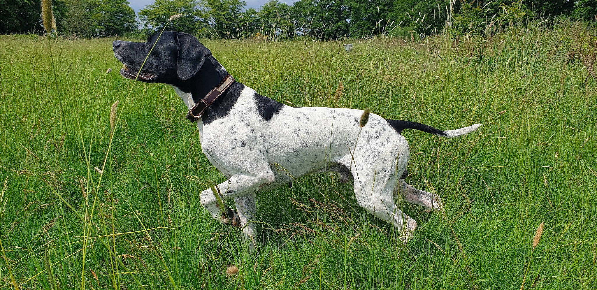 I'Xo a rejoint le concours — aidez-le/la à gagner de superbes lots ! canidae, carnivore, collar, companion_dog, dog, dog_breed, dog_collar, dog_supply, fawn, grass, grassland, gun_dog, pet_supply, plant, pointing_breed, snout, sporting_group, tail, tree, working_animal