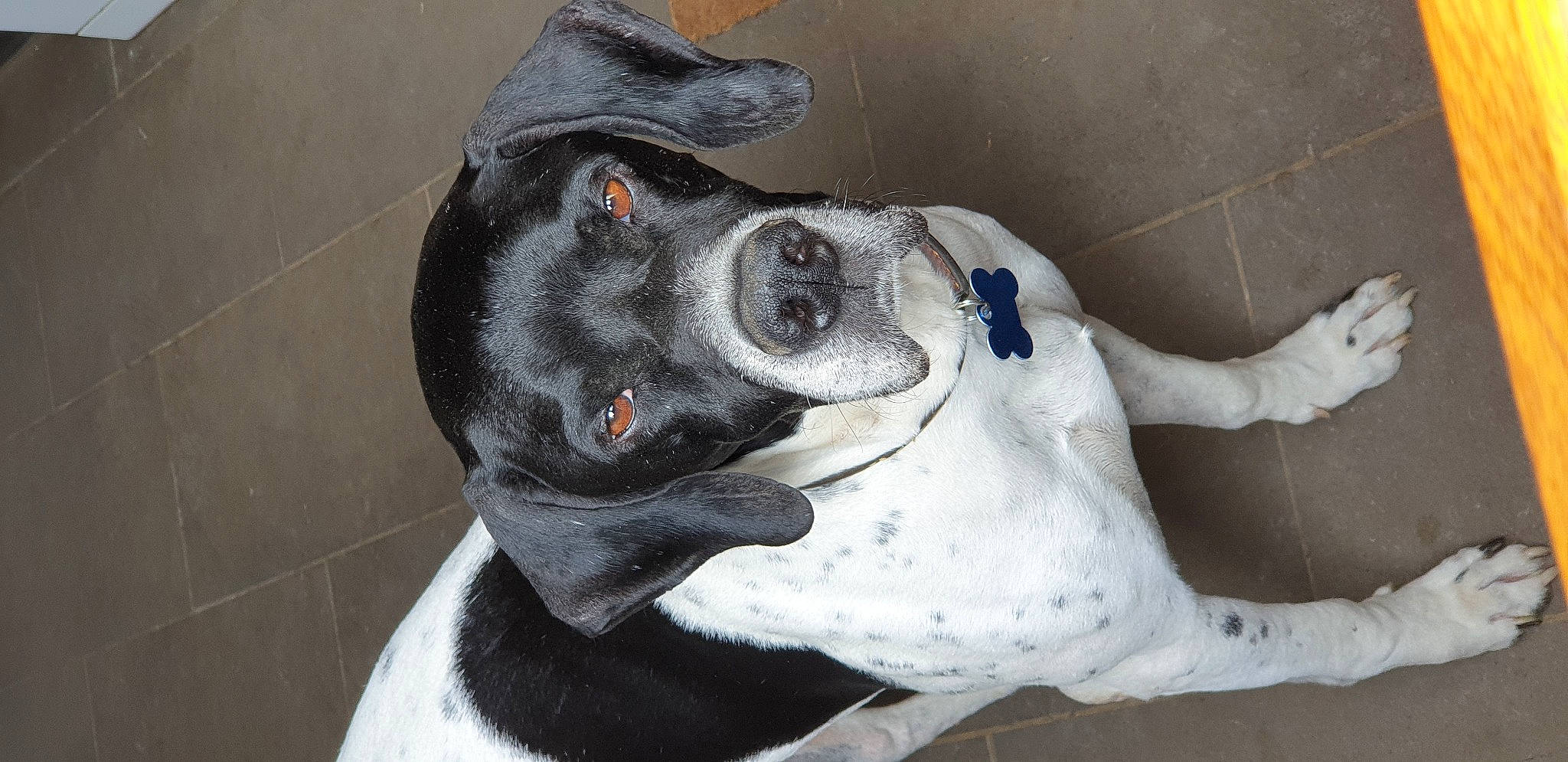 I'Xo a rejoint le concours — aidez-le/la à gagner de superbes lots ! canidae, carnivore, collar, companion_dog, dog, dog_breed, dog_supply, ear, fawn, fur, grey, guard_dog, non_sporting_group, pet_supply, snout, sporting_group, whiskers, working_animal