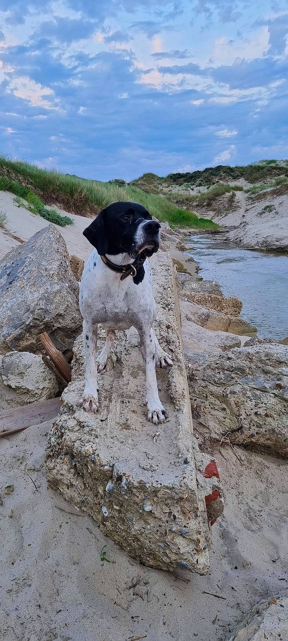 I'Xo participe au concours pour gagner de l'argent avec cette photo : adventure, bedrock, canidae, carnivore, cloud, collar, dog, dog_breed, dog_collar, gun_dog, hunting_dog, plant, pointing_breed, recreation, rock, sky, soil, sporting_group, walking, water