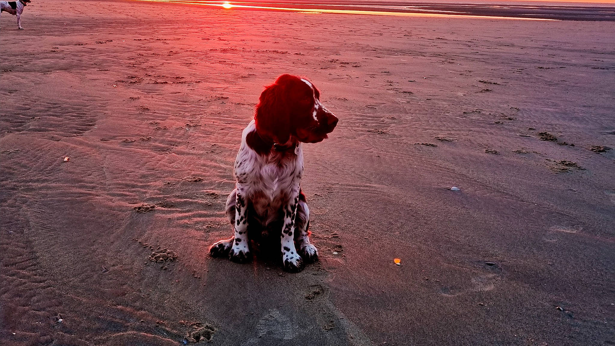 Simba participe au concours pour gagner de l'argent avec cette photo : beach, body_of_water, carnivore, companion_dog, dog, dog_breed, evening, fawn, fun, happy, horizon, landscape, morning, sand, shore, sky, sunlight, sunset, water, wind_wave