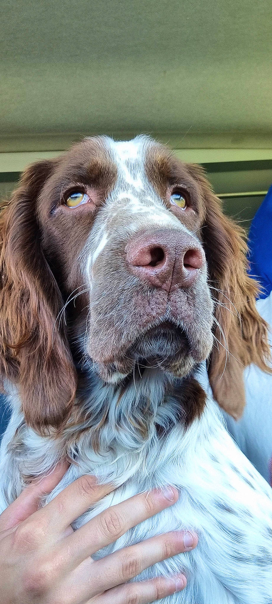 Simba participe au concours pour gagner de l'argent avec cette photo : canidae, carnivore, collar, companion_dog, dog, dog_breed, dog_collar, fang, fur, gun_dog, hunting_dog, liver, pointing_breed, retriever, snout, spaniel, sporting_group, whiskers, working_animal, working_dog