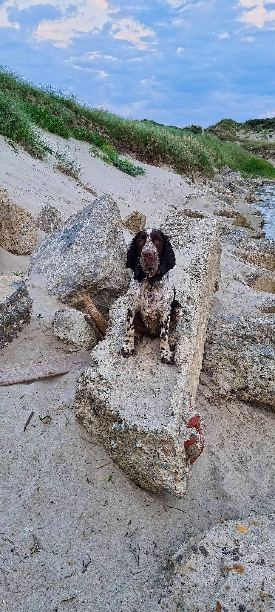 Simba participe au concours pour gagner de l'argent avec cette photo : adventure, bedrock, canidae, carnivore, cloud, companion_dog, dog, dog_breed, gun_dog, landscape, leash, plant, pointing_breed, rock, sky, soil, spaniel, sporting_group, water, water_dog