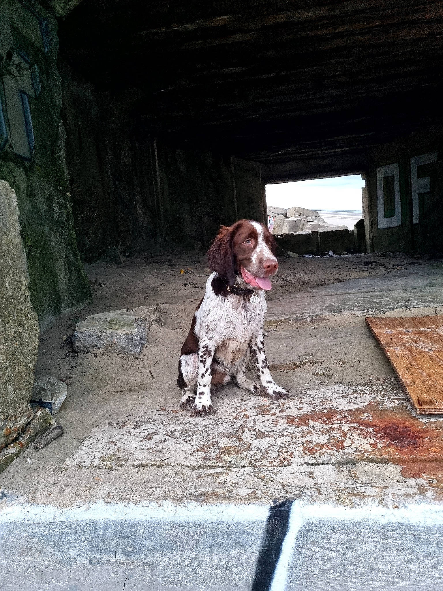 Simba a rejoint le concours — aidez-le/la à gagner de superbes lots ! art, brick, canidae, carnivore, companion_dog, dog, dog_breed, door, fawn, gun_dog, liver, road_surface, snout, spaniel, sporting_group, tints_and_shades, vehicle_door, window, wood, working_animal