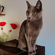 Raïa participe au concours pour gagner de l'argent avec cette photo : cat, gray_cat, green_eyes, sitting, wooden_chest, vintage, red_flowers, indoor, pet, animal, feline, whiskers, ears, tail, plant, home_decor, furniture, domestic, cozy, portrait