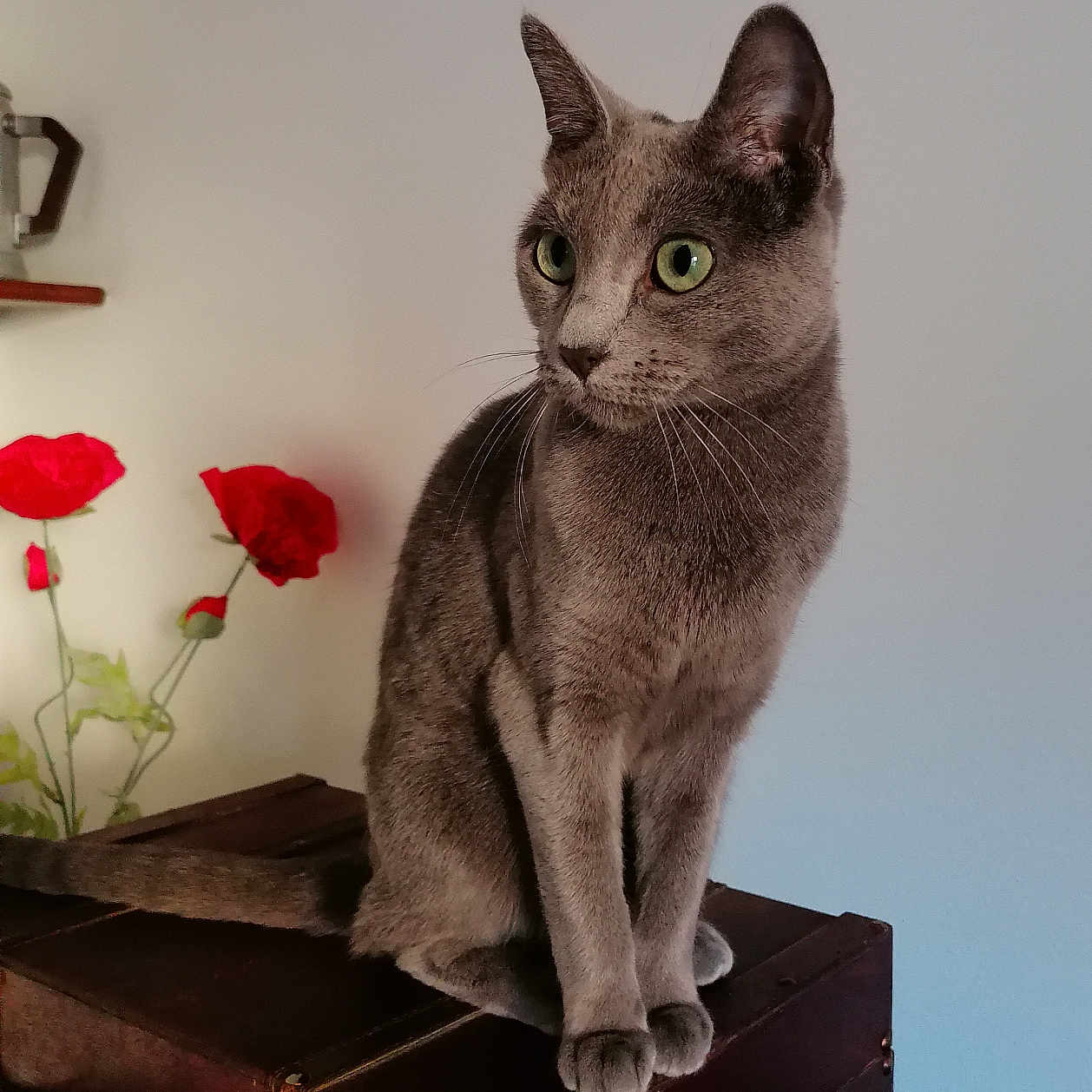 Raïa participe au concours pour gagner de l'argent avec cette photo : animal, cat, cozy, domestic, ears, feline, furniture, gray_cat, green_eyes, home_decor, indoor, pet, plant, portrait, red_flowers, sitting, tail, vintage, whiskers, wooden_chest