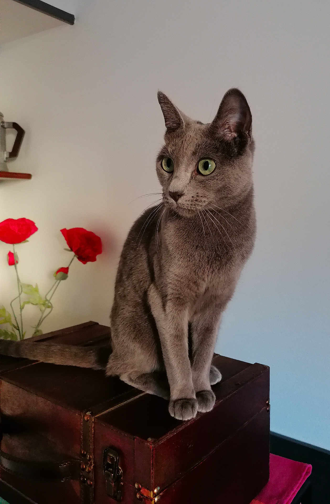 Raïa participe au concours pour gagner de l'argent avec cette photo : cat, gray_cat, green_eyes, sitting, wooden_chest, vintage, red_flowers, indoor, pet, animal, feline, whiskers, ears, tail, plant, home_decor, furniture, domestic, cozy, portrait