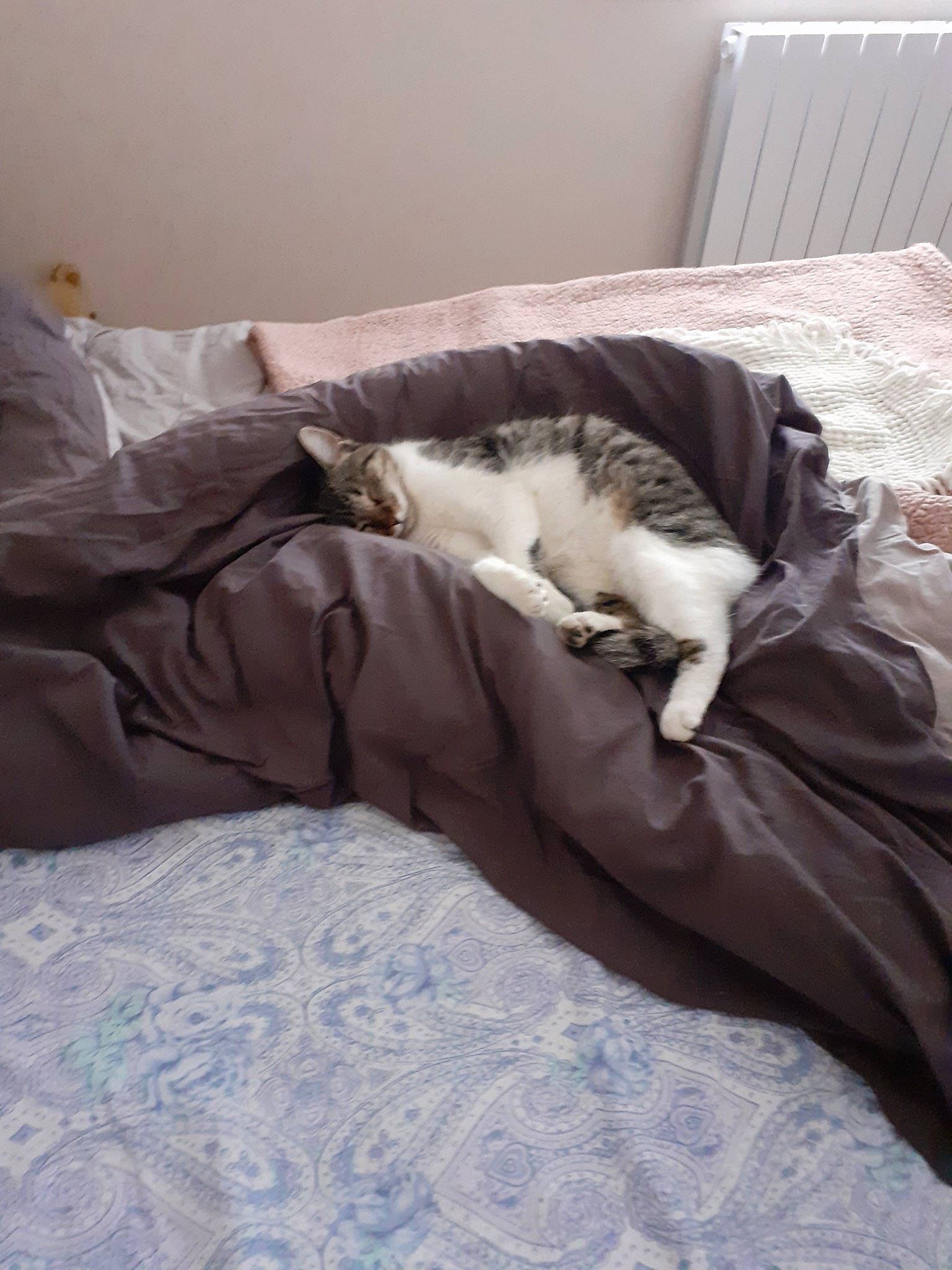 Pandore participe au concours pour gagner de l'argent avec cette photo : bed, bed_sheet, bedding, bedroom, comfort, duvet, duvet_cover, furniture, linens, mattress, nap, non_sporting_group, pillow, room, textile