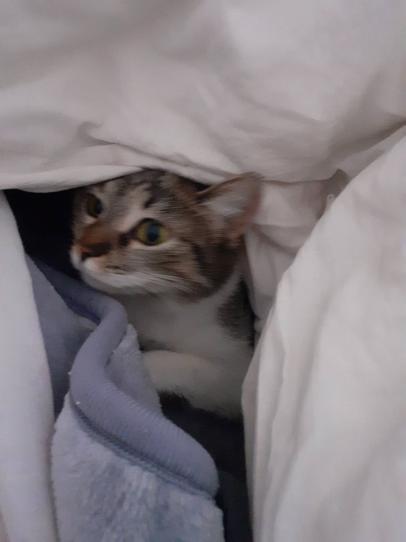 Pandore participe au concours pour gagner de l'argent avec cette photo : aegean_cat, american_wirehair, asian, burmilla, carnivore, cat, domestic_short_haired_cat, european_shorthair, felidae, kitten, singapura, small_to_medium_sized_cats, whiskers