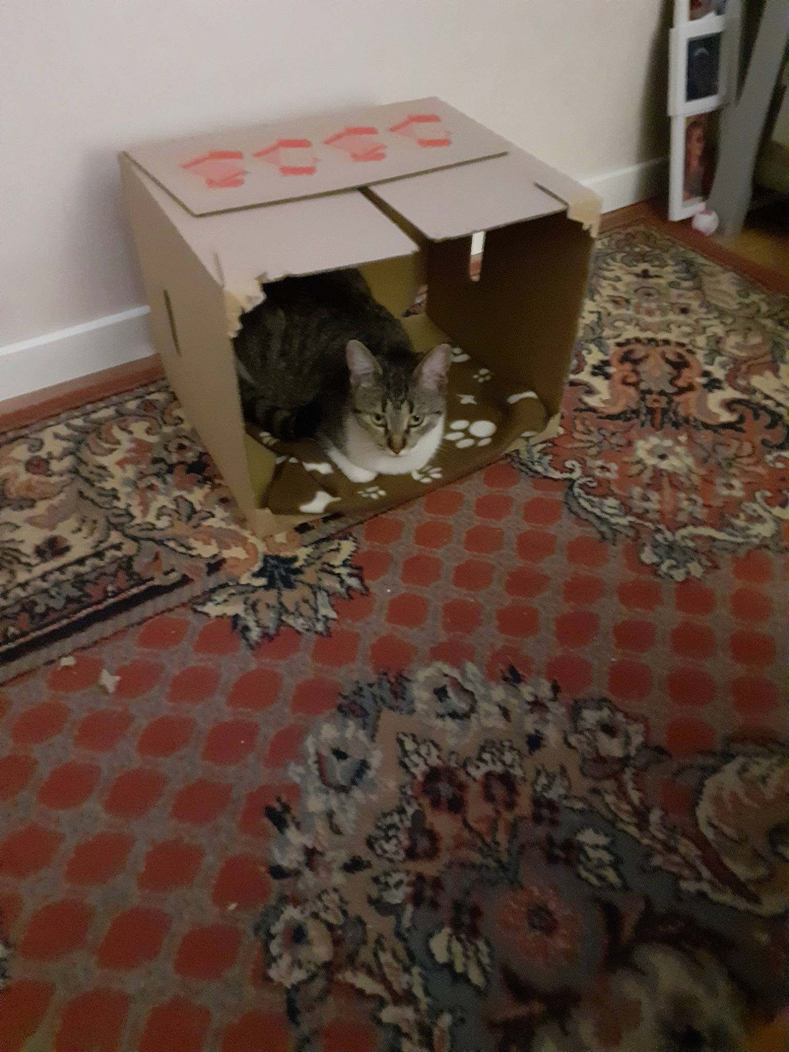 Pandore participe au concours pour gagner de l'argent avec cette photo : cat, felidae, floor, flooring, room