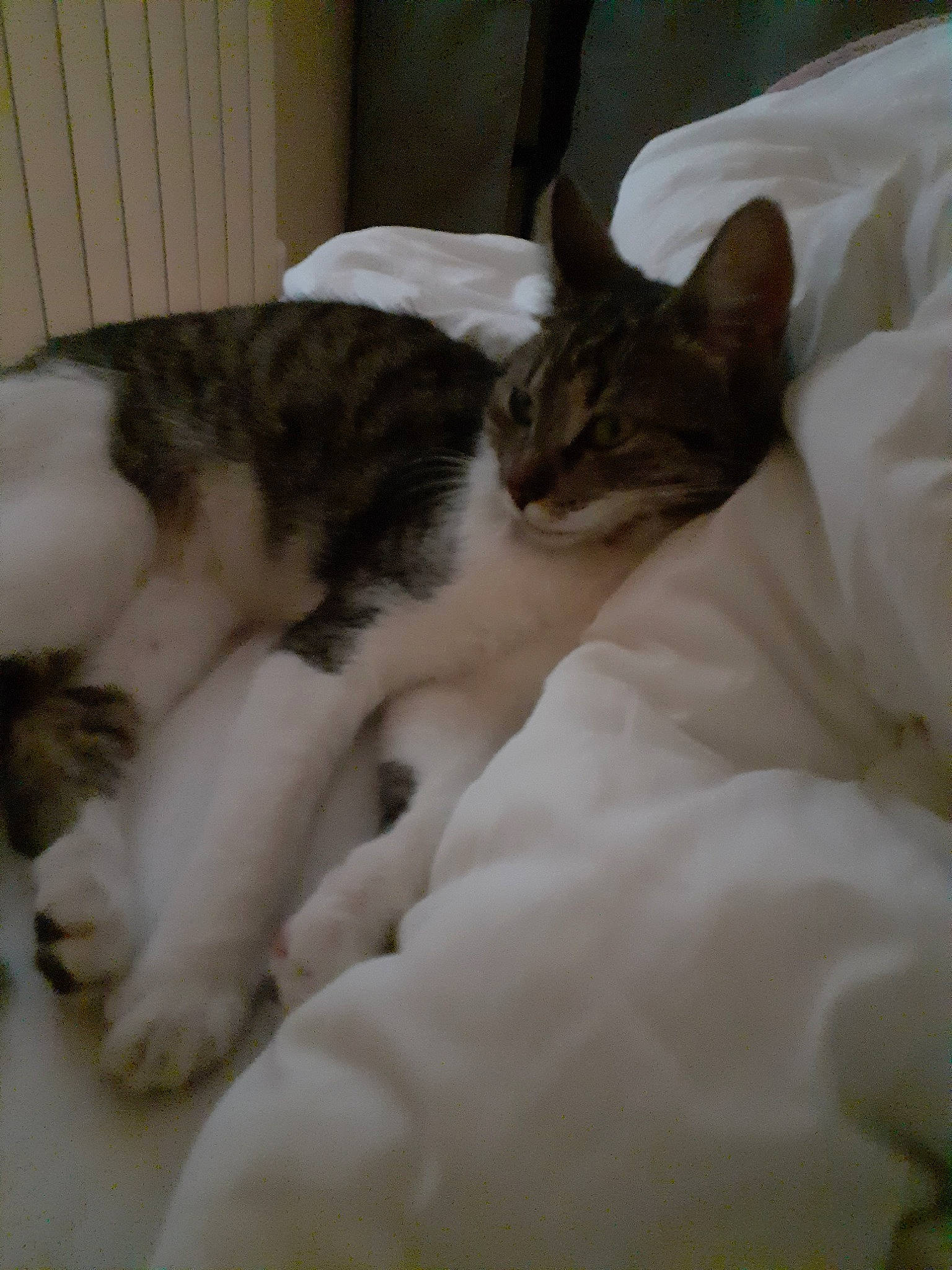 Pandore participe au concours pour gagner de l'argent avec cette photo : aegean_cat, american_wirehair, asian, carnivore, cat, domestic_short_haired_cat, ear, european_shorthair, felidae, fur, kitten, mammal, nap, norwegian_forest_cat, polydactyl_cat, small_to_medium_sized_cats, tail, whiskers