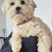 Vedette participe au concours pour gagner de l'argent avec cette photo : black_clothing, brown_eyes, close_up, collar, cute, dog, fluffy_dog, furry, indoor, leggings, looking_up, nose, paw, person_arm, pet, portrait, sitting_on_lap, small_dog, wall, white_fur