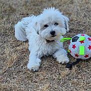 Vedette participe au concours pour gagner de l'argent avec cette photo : animal, collar, cute, daylight, dog, dry_grass, fluffy, grass, lying_down, nature, neon_straps, outdoor, pet, playful, puppy, red_stars, soccer_ball, toy, white_dog, young_dog