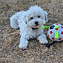animal, collar, cute, daylight, dog, dry_grass, fluffy, grass, lying_down, nature, neon_straps, outdoor, pet, playful, puppy, red_stars, soccer_ball, toy, white_dog, young_dog