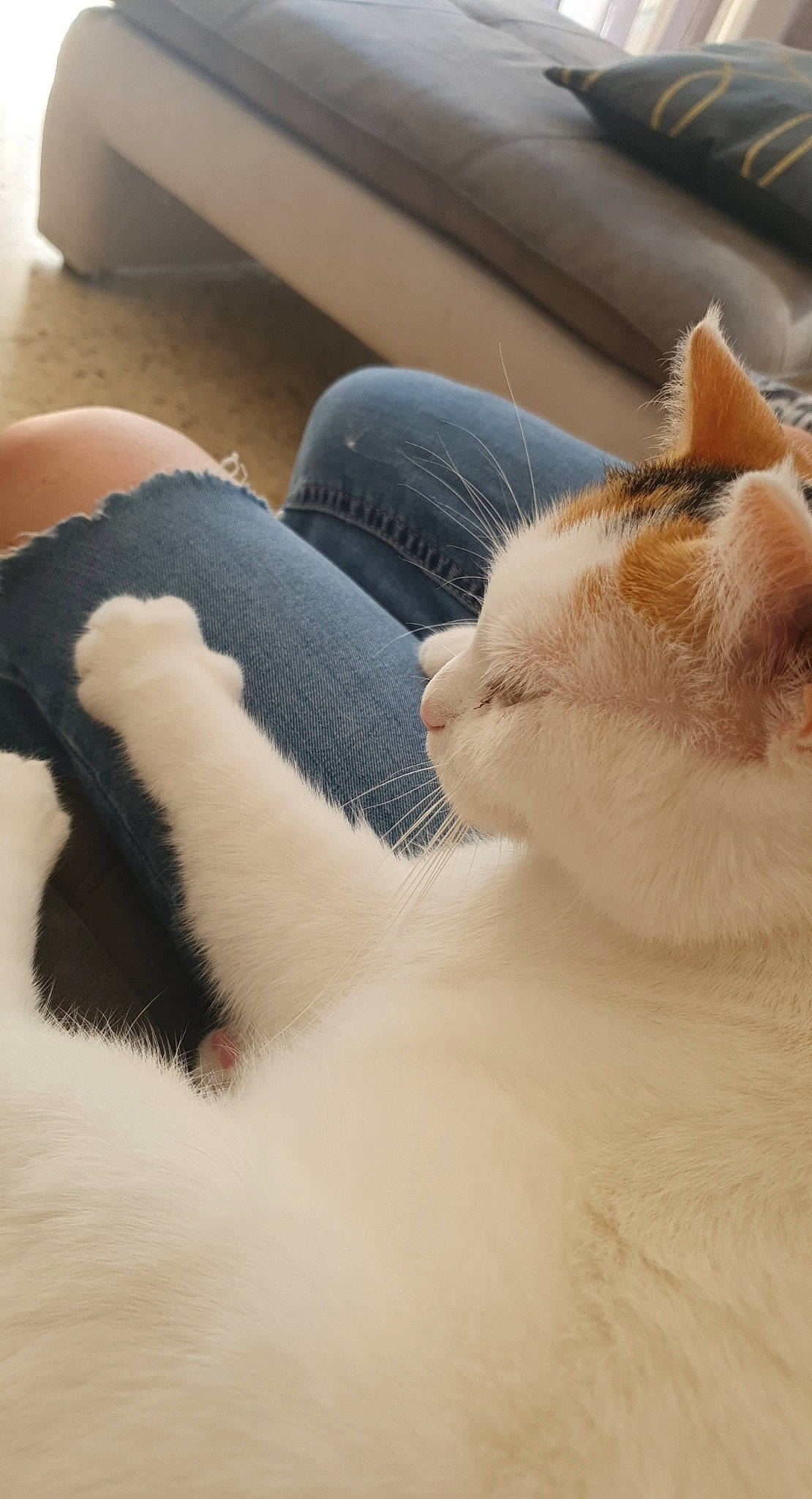 Lilou participe au concours pour gagner de l'argent avec cette photo : aegean_cat, carnivore, cat, colorpoint_shorthair, felidae, fur, khao_manee, kitten, leg, nap, nose, paw, polydactyl_cat, skin, sleep, small_to_medium_sized_cats, snout, tail, turkish_van, whiskers